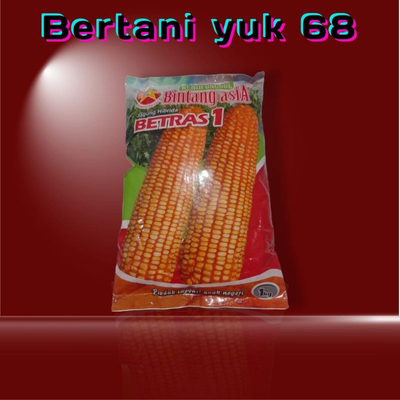 Benih jagung BETRAS 1