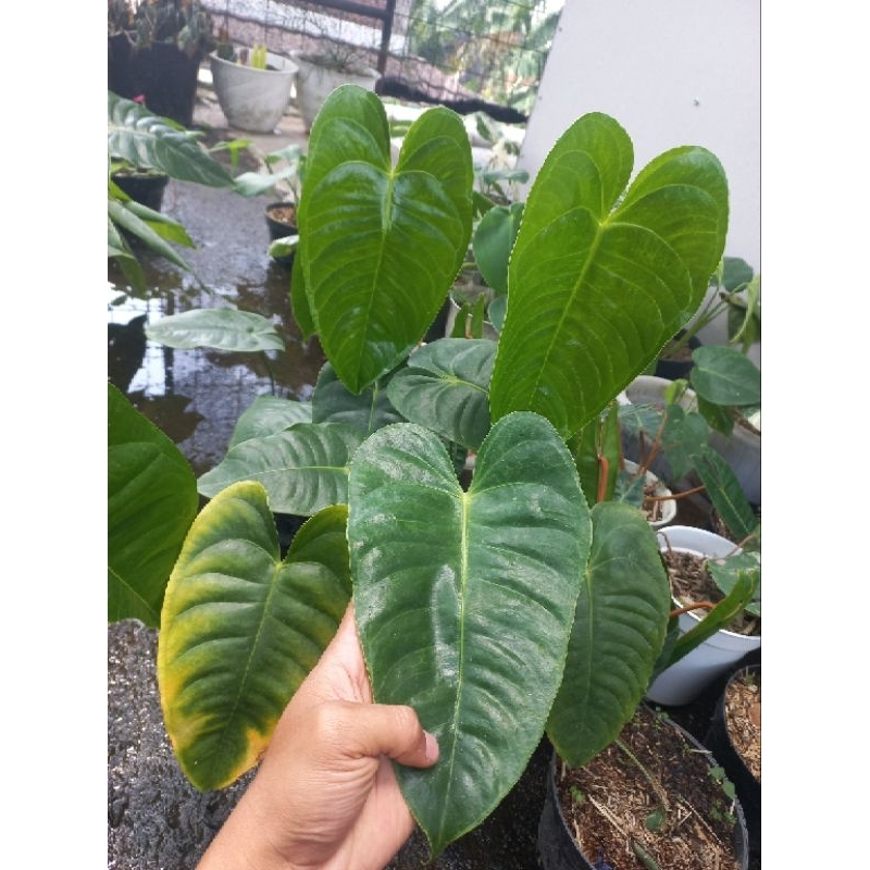 Antharium vietchii hybrid f1