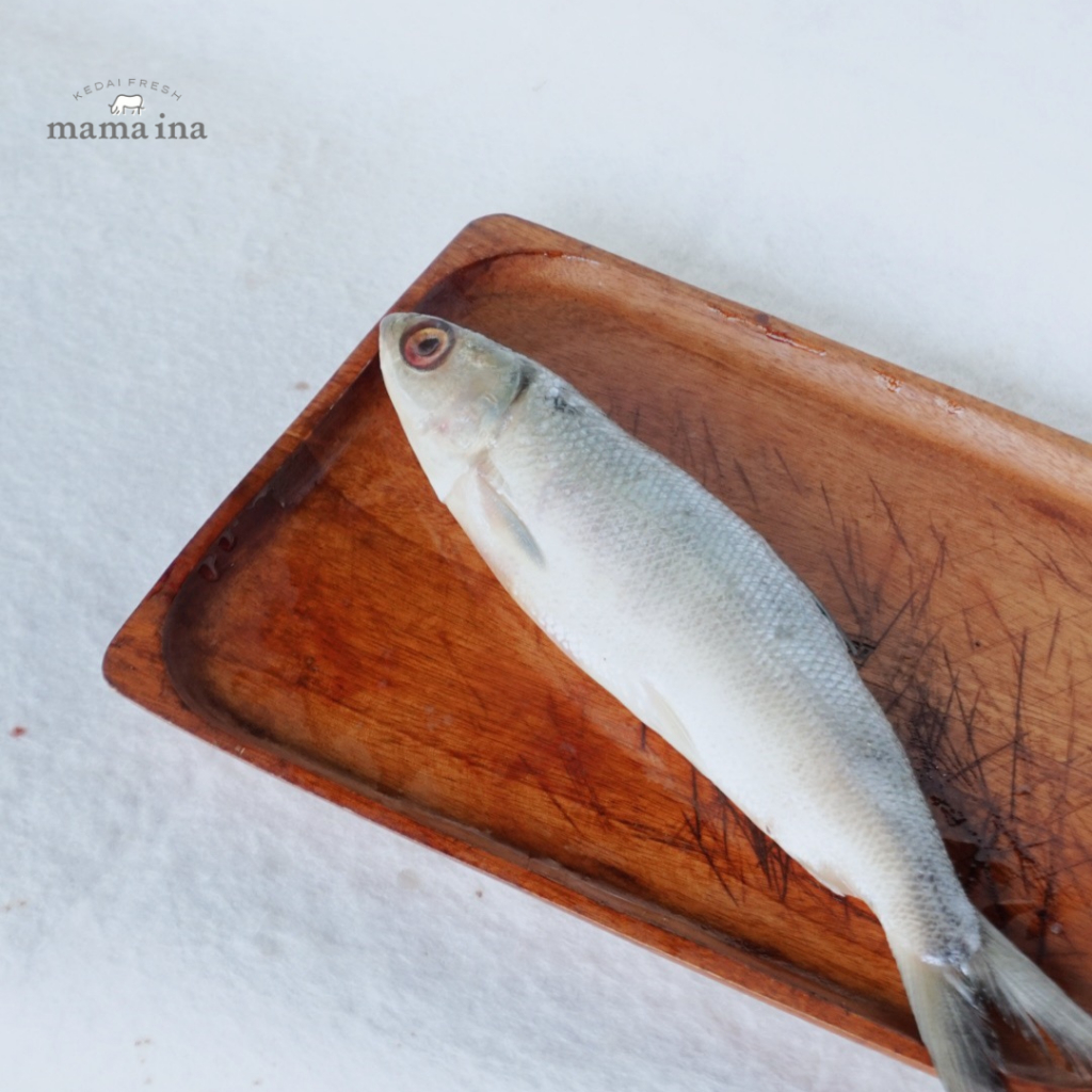 

Ikan Bandeng