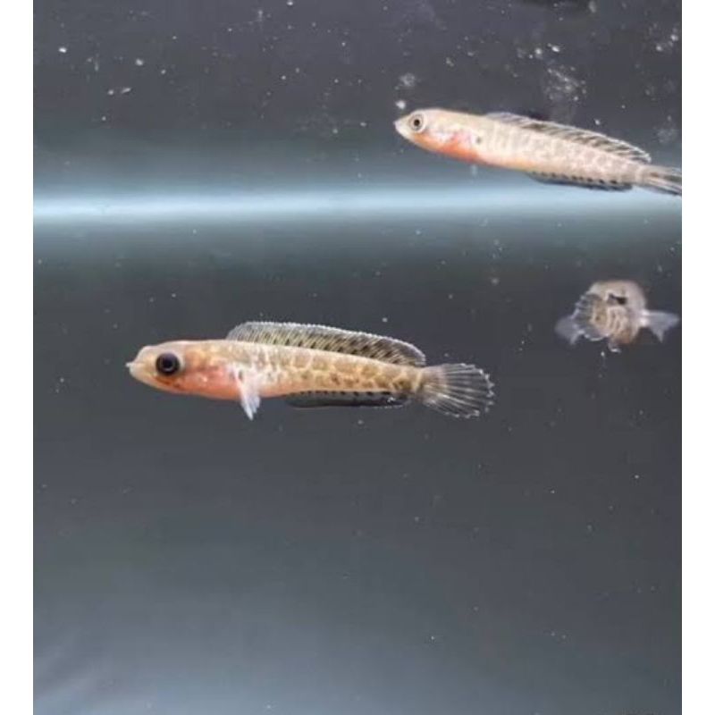 baby chana Auranti golden cobra 5-7 cm Real Pair Indukan