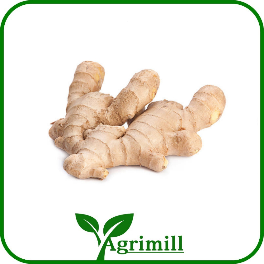 

Jahe / Ginger