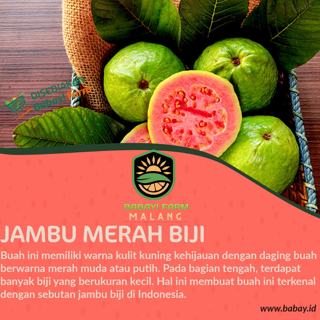 

buah jambu merah biji guava 500 gram / jambu kluthuk klutuk 1 kg