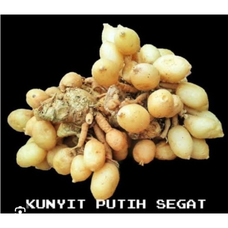 

kunyit putih asli