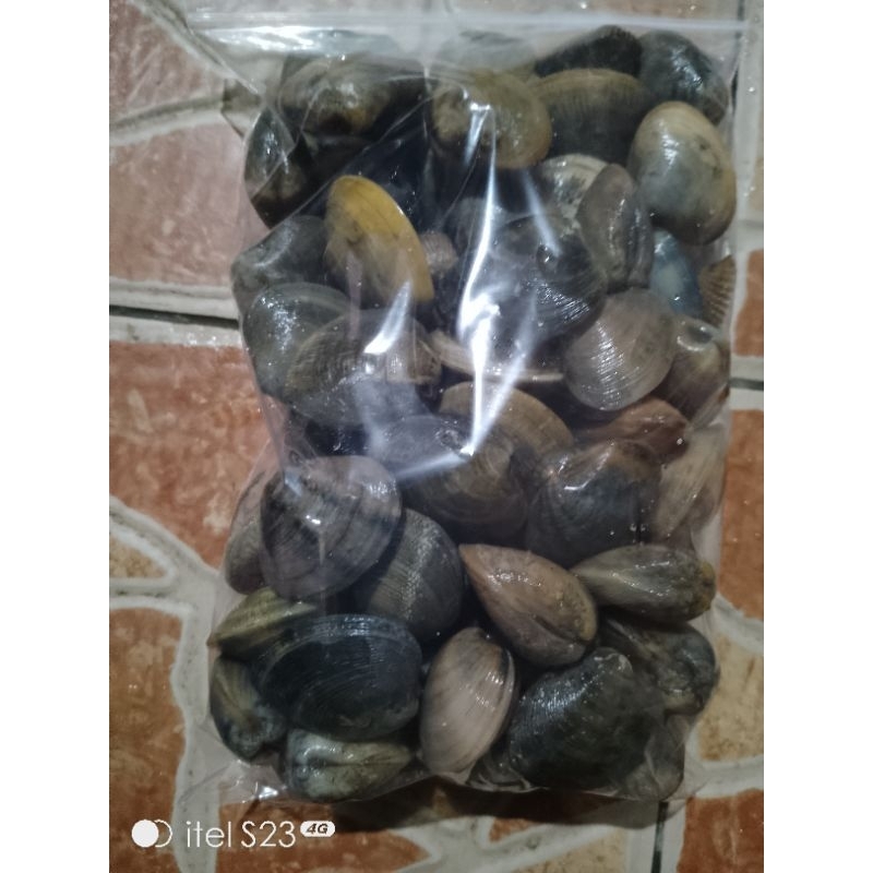 

kerang manis crempeng asari madu