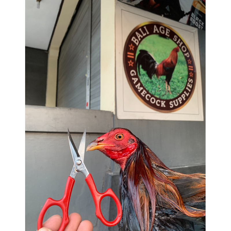 

gunting bengkok pin