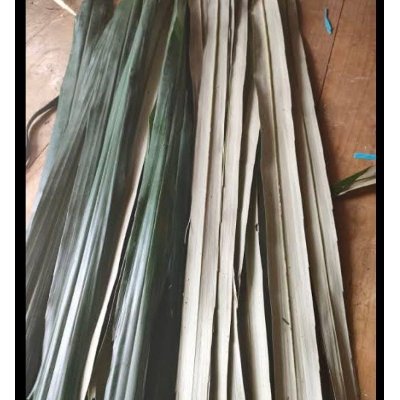 

Daun aren tua segar petik langsung 50 pcs