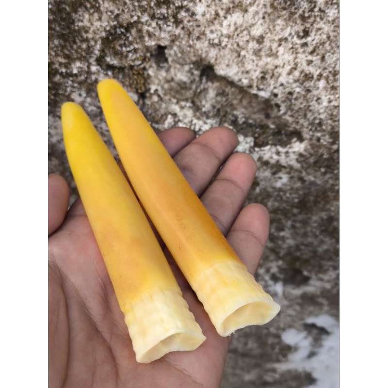 sedotan tulang kaki kuda motif lawasan taring idy panjang 14cm