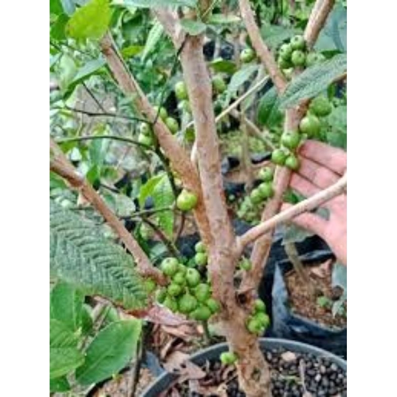 bibit anggur pohon white jaboticaba