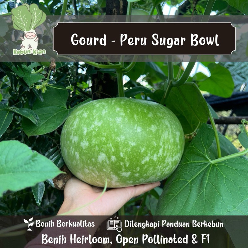 

5 Biji - Benih Gourd Peru Sugar Bowl. Sejenis Labu Air.