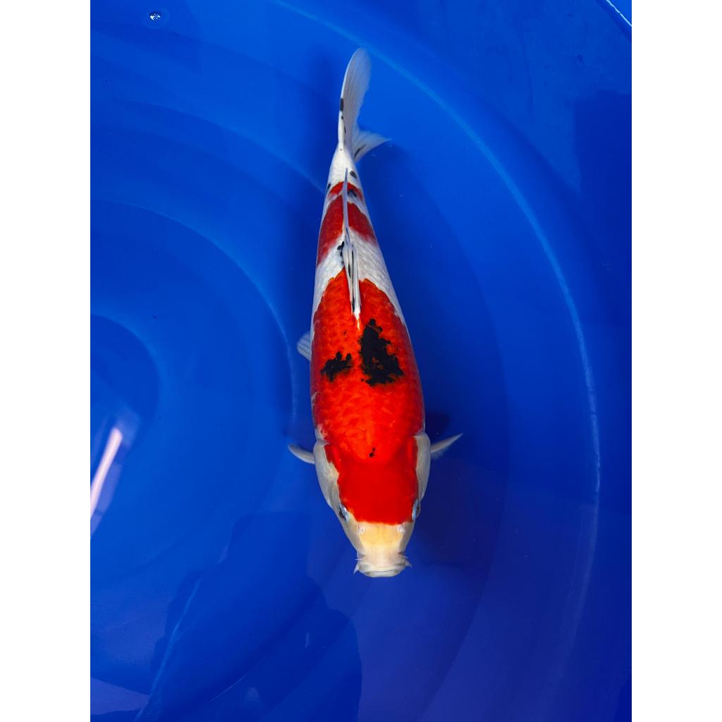 Ikan Koi Sanke / Taisho Sanke BloodLine AKF Bulky Munuk Lebar Strong Kepala Ekor Besar 37cm - BL AKF