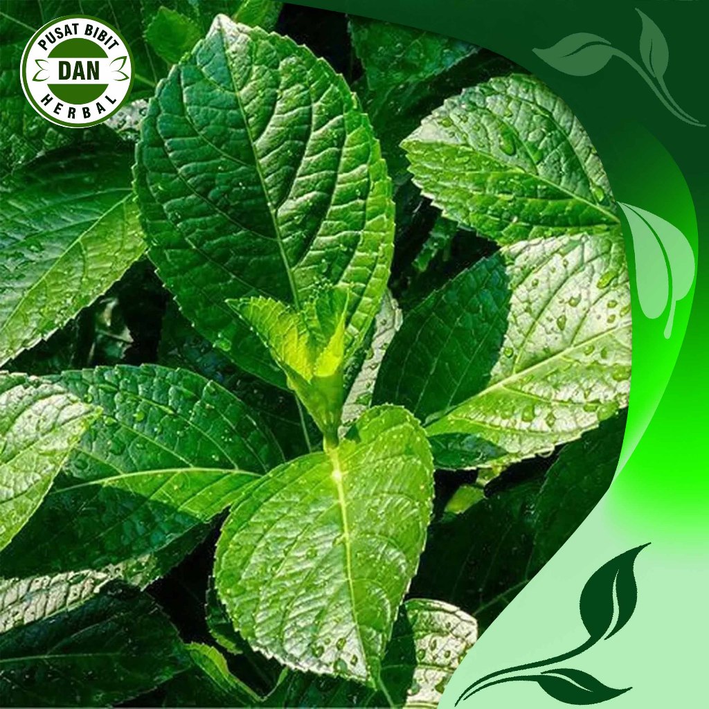 

Daun keji beling segar 250 gram herbal alami - Pusat Bibit dan Herbal