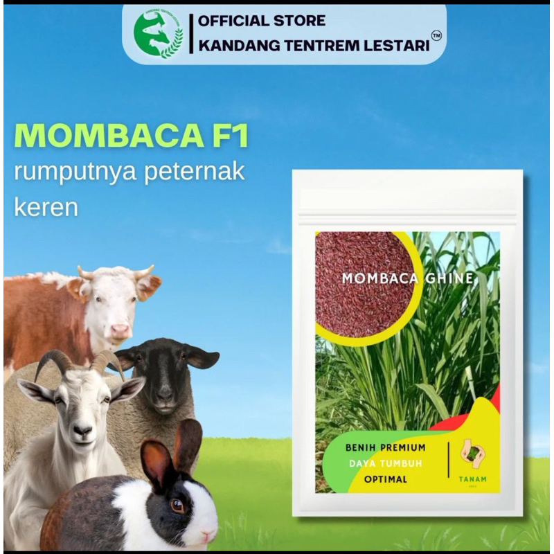 Benih Rumput mombaca F1 bibit pakan ternak super / biji rumput mombaca 100 benih