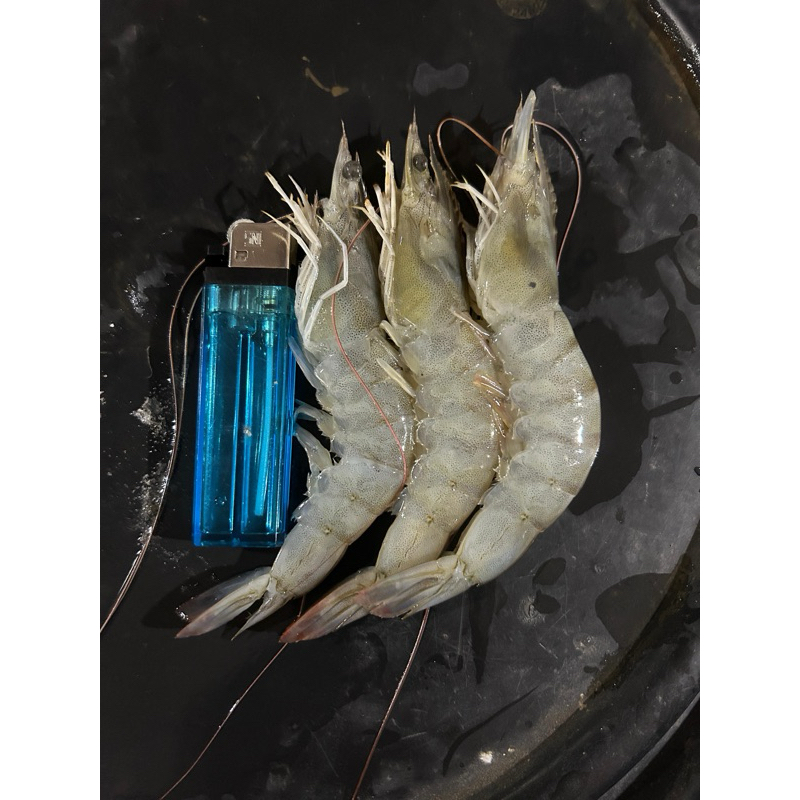 

Udang Vaname FRESH size 40