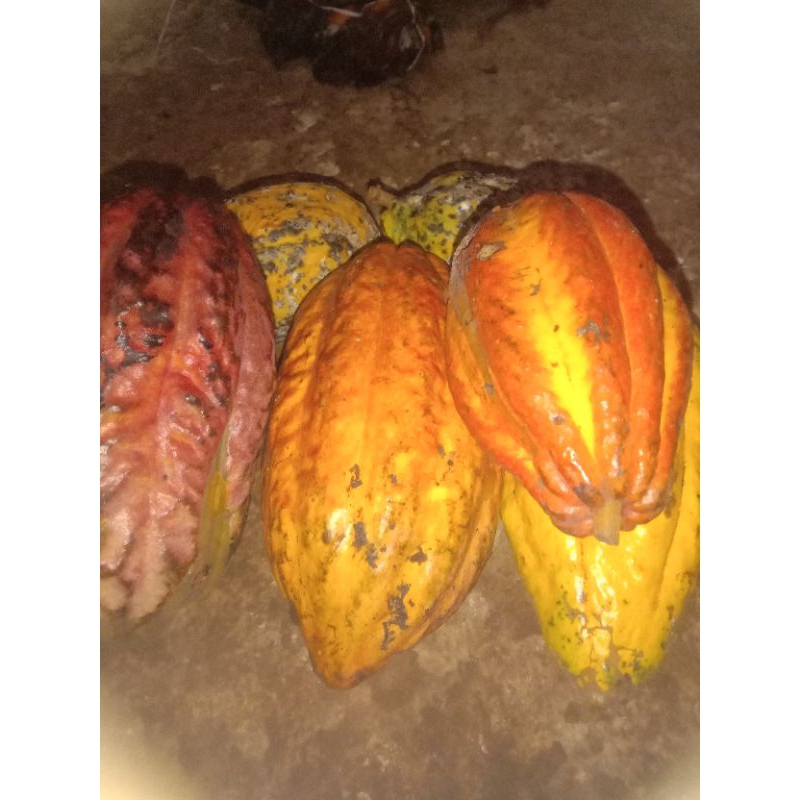 

kakao seger ada mentah/mateng