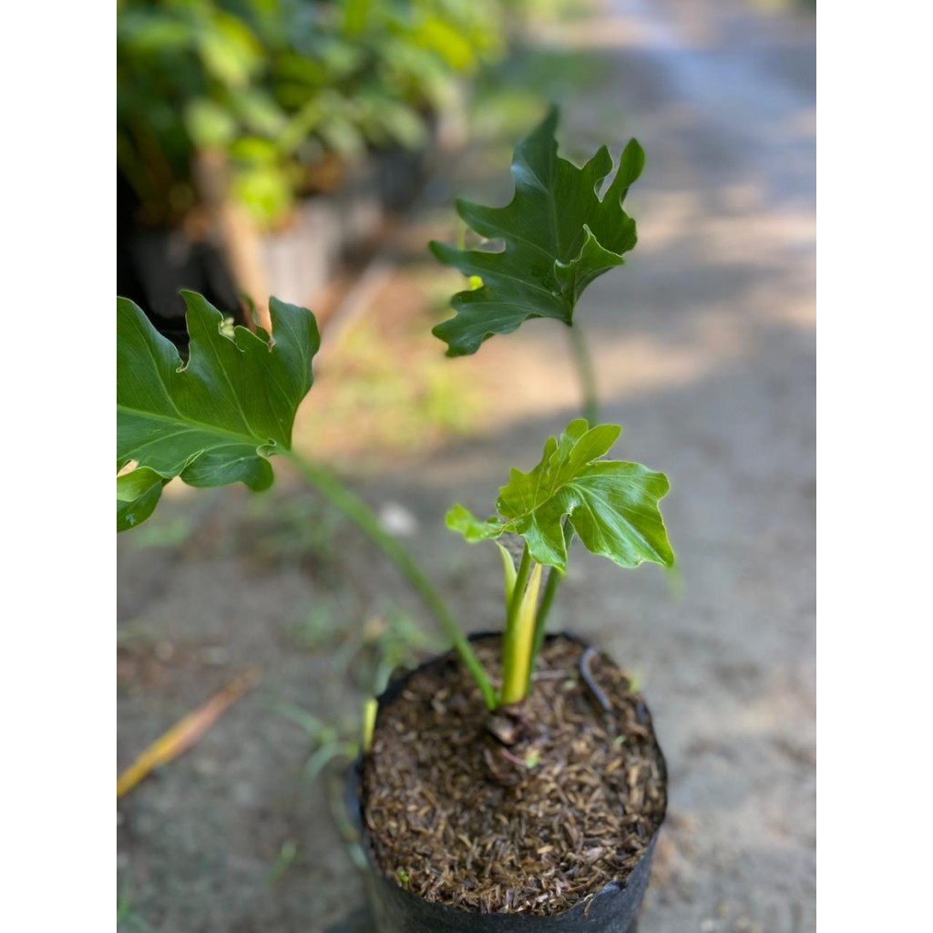 Tanaman dendron jari polybag