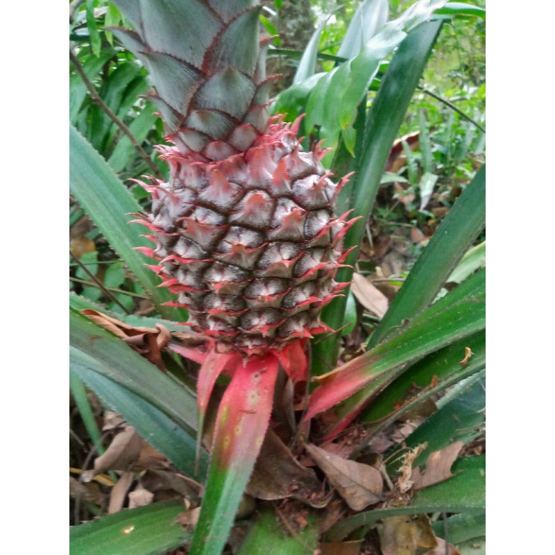 

nanas merah muda