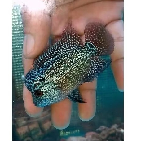 Burayak Louhan Cencu Lane Series 2-4Cm