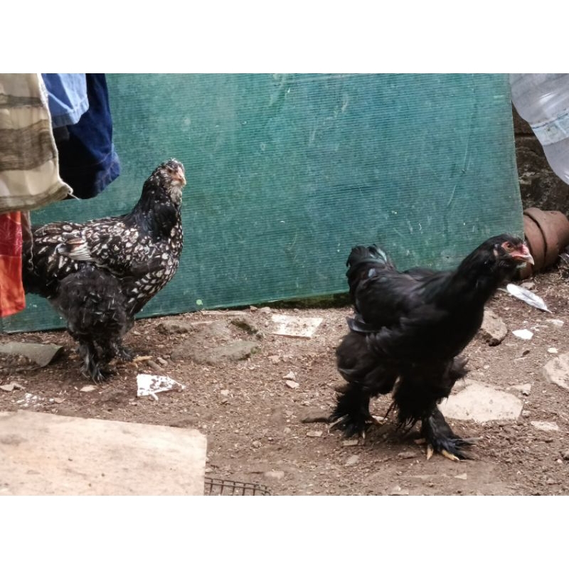 Ayam Brahma sepasang indukan