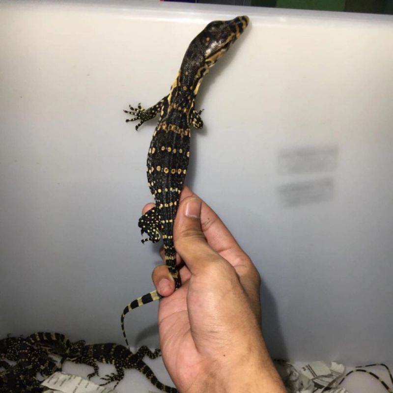 mainan biawak/varanus salvator jawa