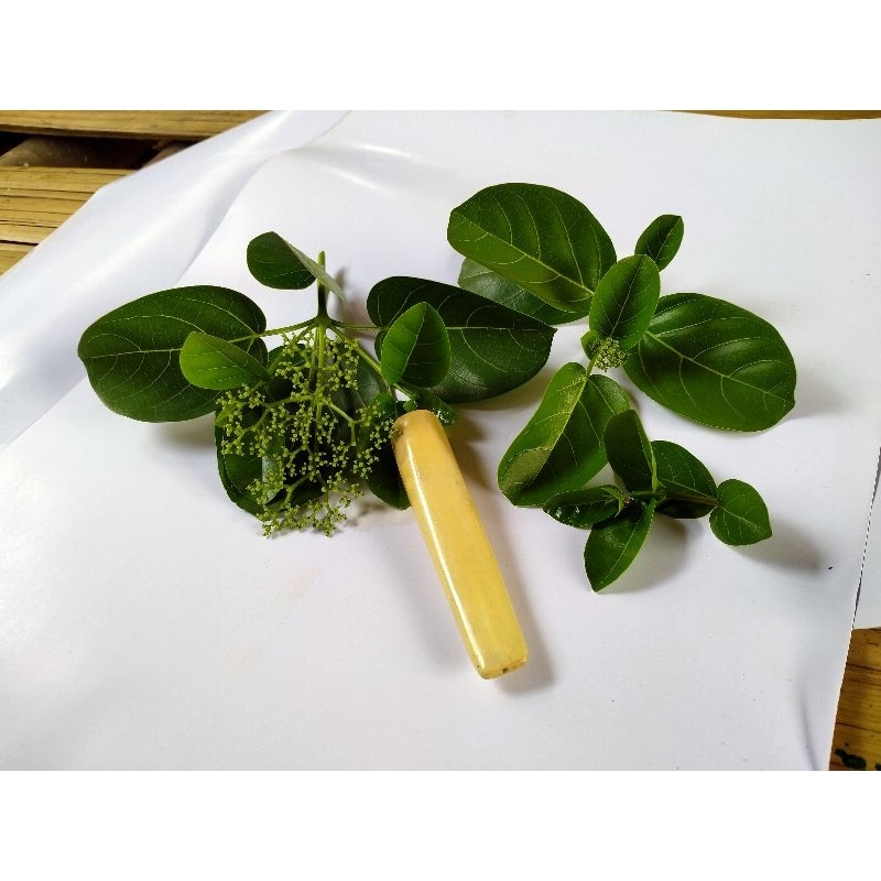 Cangklong Kayu Katuk Asli