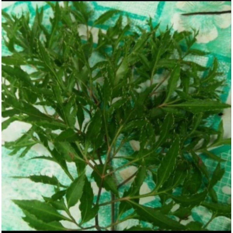 

Daun kenikir segar 500gram