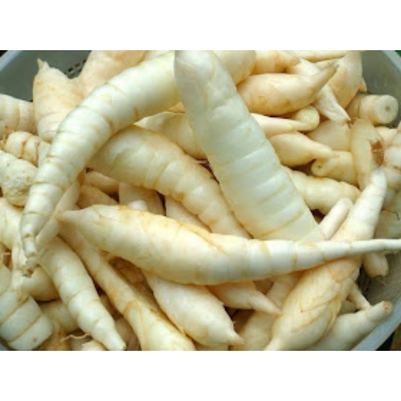 

HG Tepung pati umbi Garut gram