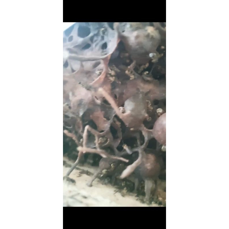 BIBIT TRIGONA TERMINATA