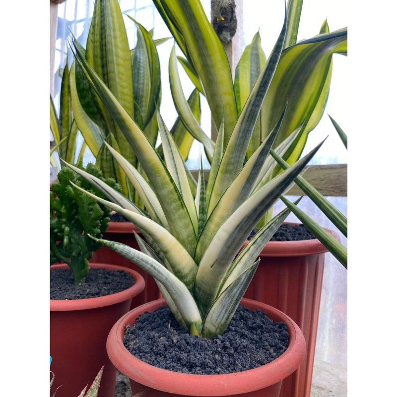 Sansevieria Cordova Variegata Putih Besar