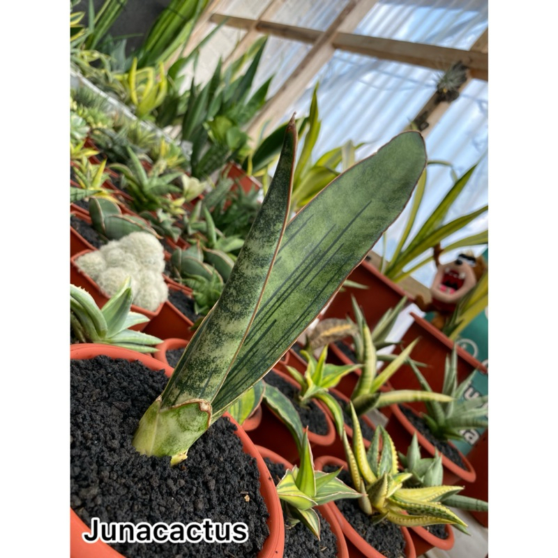 Sansevieria Malawi Bat