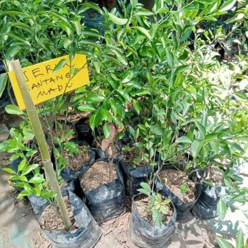 Bibit Jeruk Santang Madu Okulasi.