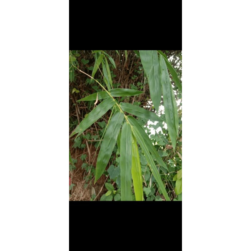 

Daun Bambu 10 lembar