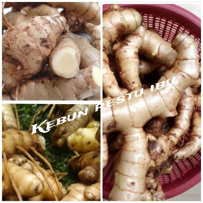 

Promo temu putih segar/kunyit putih segar 1kg murah