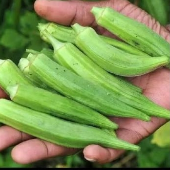 

Okra hijau segar 500gr