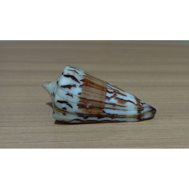 cangkang kerang Conus Generalis
