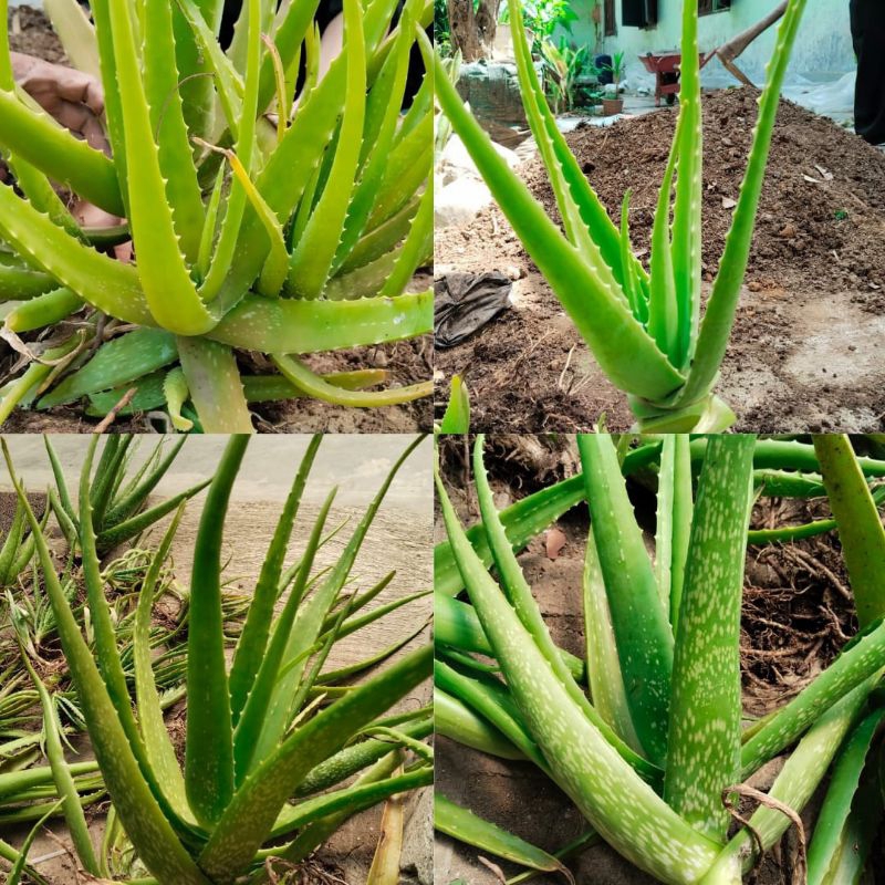 

LANGSUNG PETANI!!! Lidah buaya asli 100%, Lidah Buaya jumbo