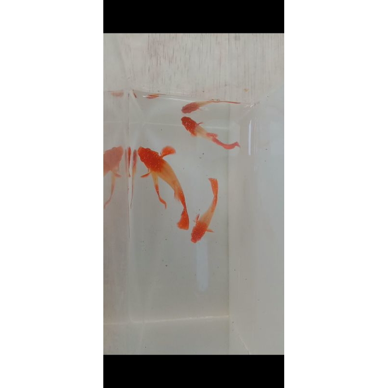 Pakan Guppy Betina Albino Koi Red Ear