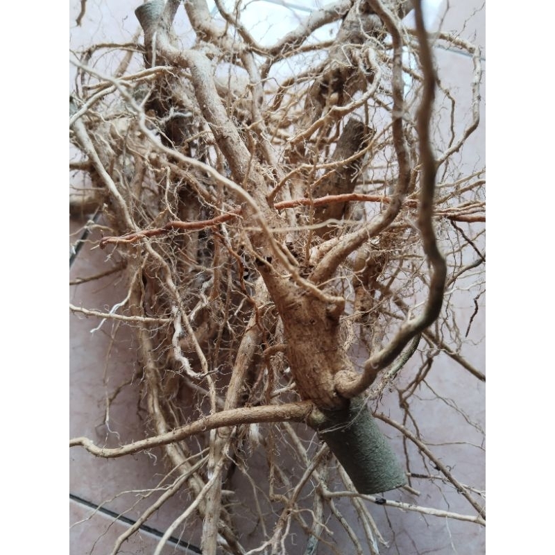 

akar sidaguri fresh 500gram