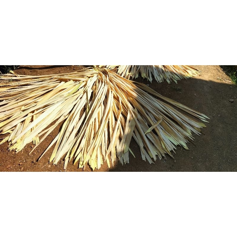 

Daun aren muda / daun kering isi 50 lembar