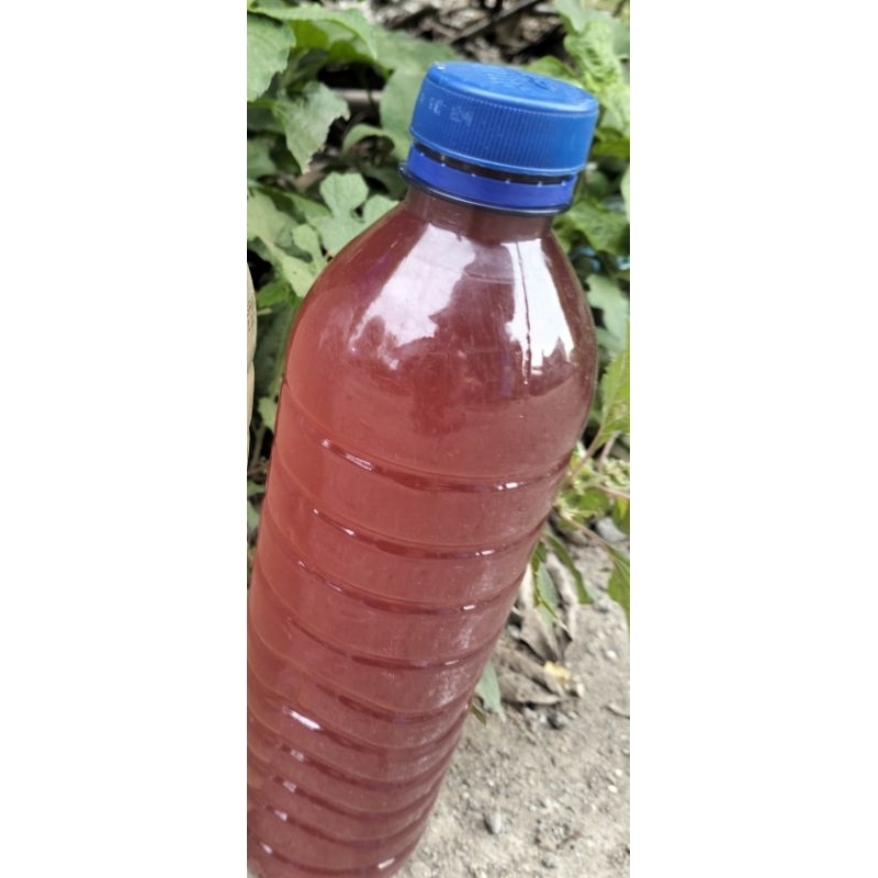 

Brem Lombok Tradisional Red Drink