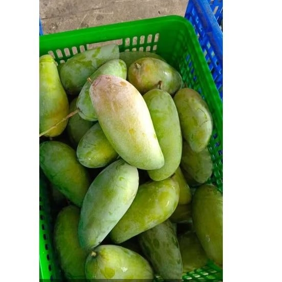 

Mangga kiojay / thailand 2 biji 500gr-600gr (request mentah tulis di catatan optioanl)