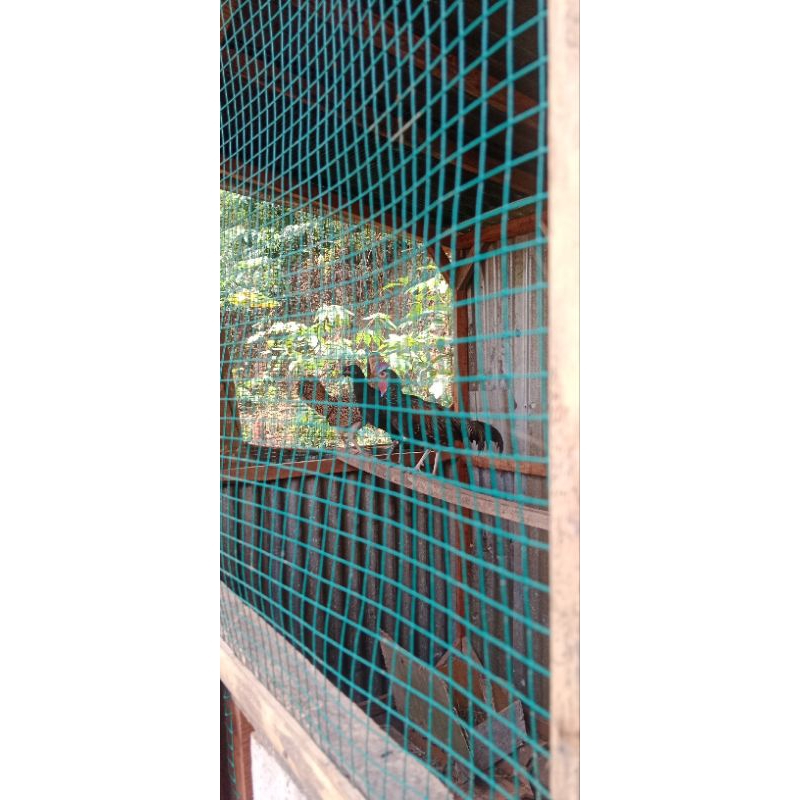 

Telur Bekilus Ayam hutan hijau x Bekisar