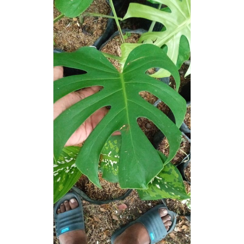 Tanaman Hias Monstera Deliciosa - Tanaman Merambat