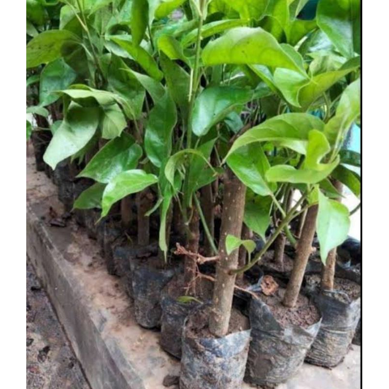 Bibit pohon cincau hijau - bibit cincau