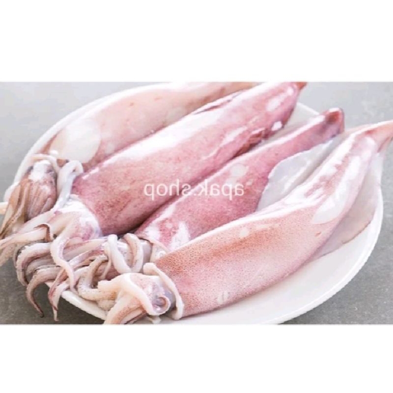 

Cumi cumi segar 250-500 gr