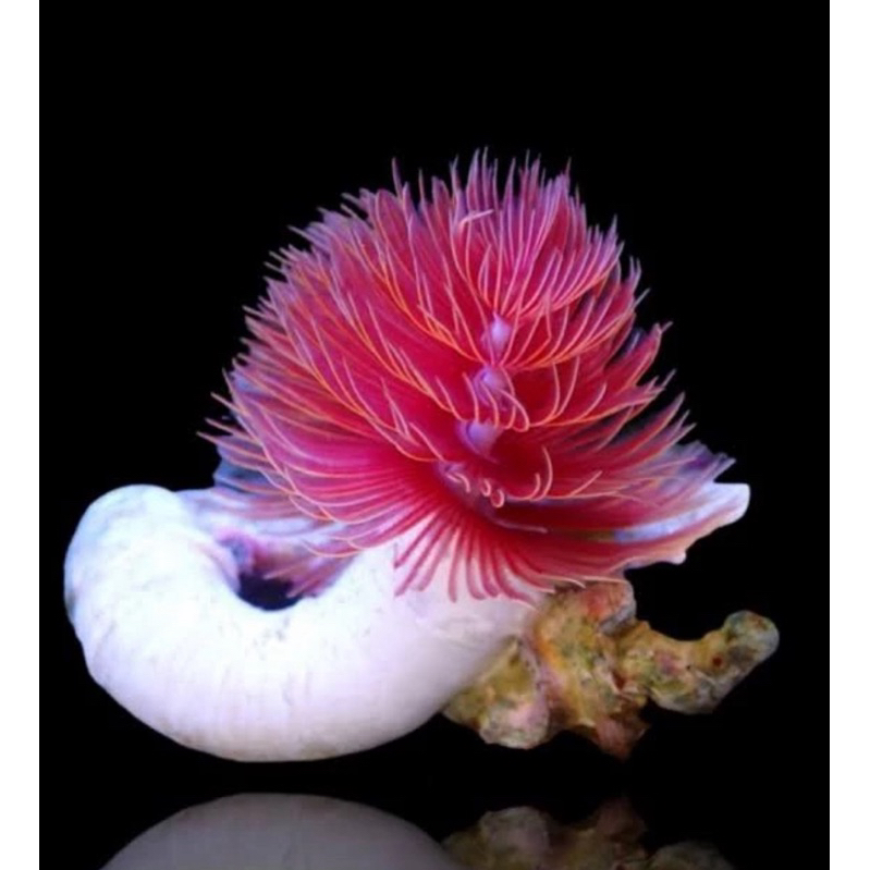 cacing tabung merah / cacing koker merah / red tube coco worm