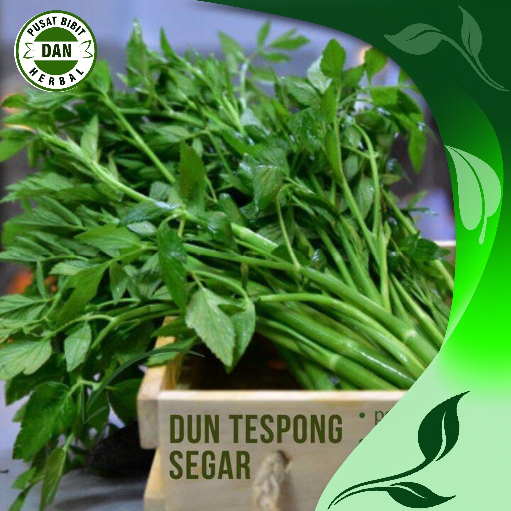 

Daun Tespong segar 1 kg Sayuran herbal - Pusat bibit Dan herbal