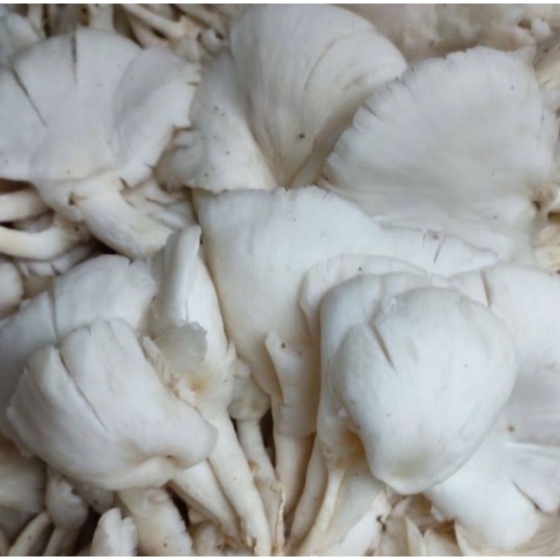 

Jamur Tiram Segar 500 gram
