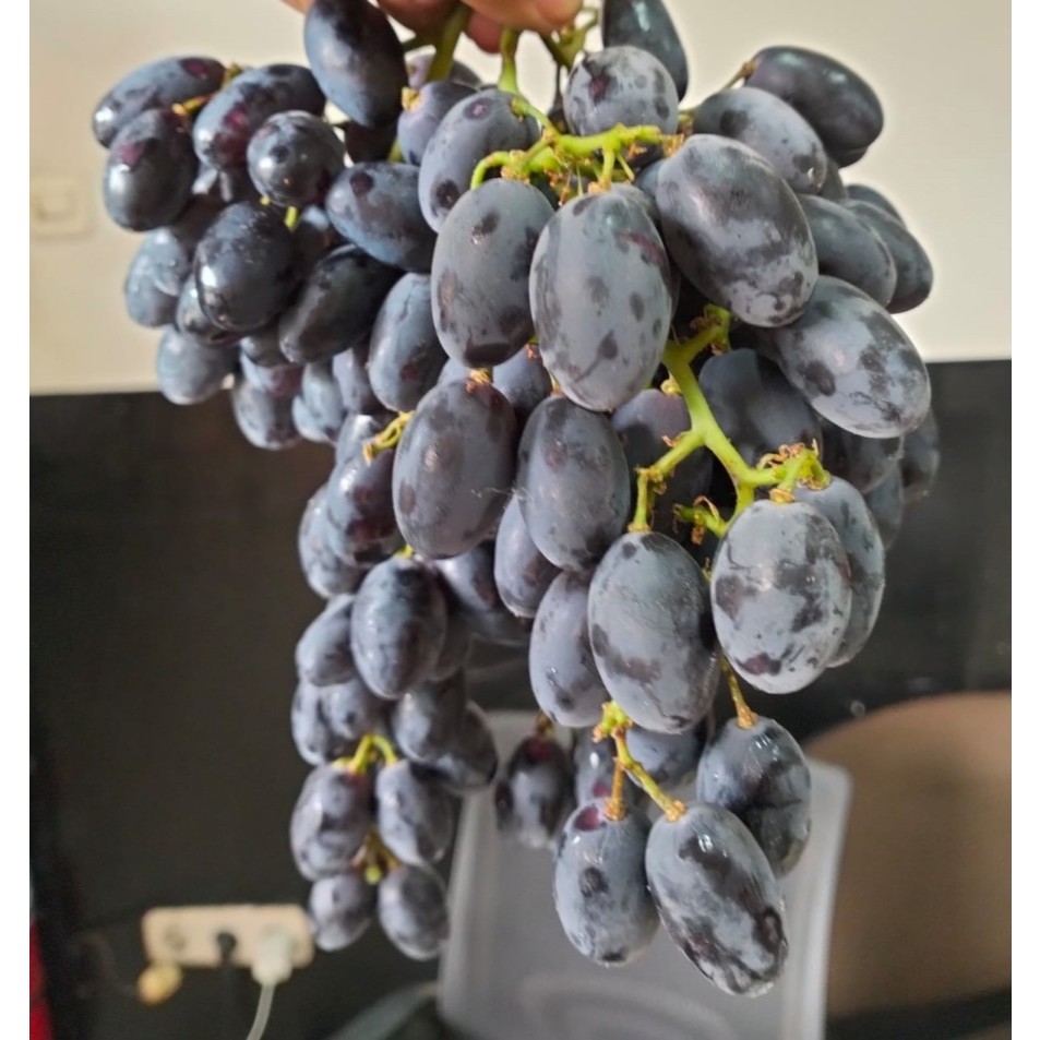 

Anggur Hitam Non Biji / Seedless 1 Keranjang SEGAR dan Berkualitas