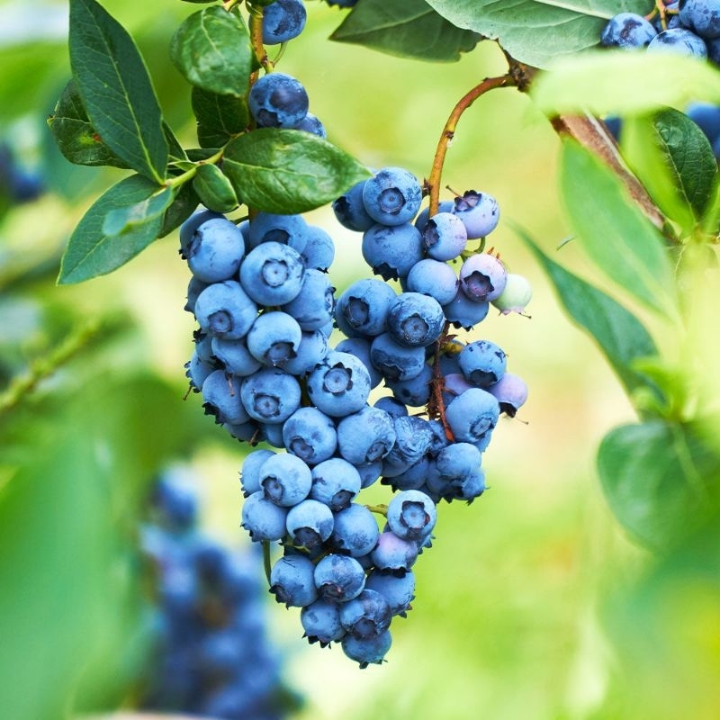 bibit blueberry