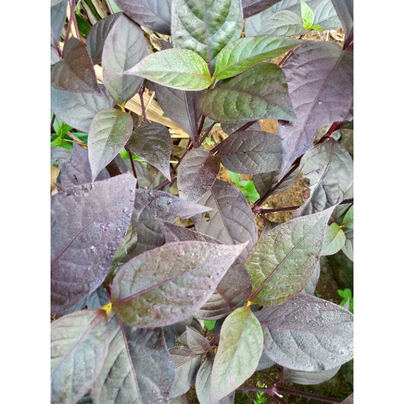 

daun hanelem rambat obat herbal 500 grm